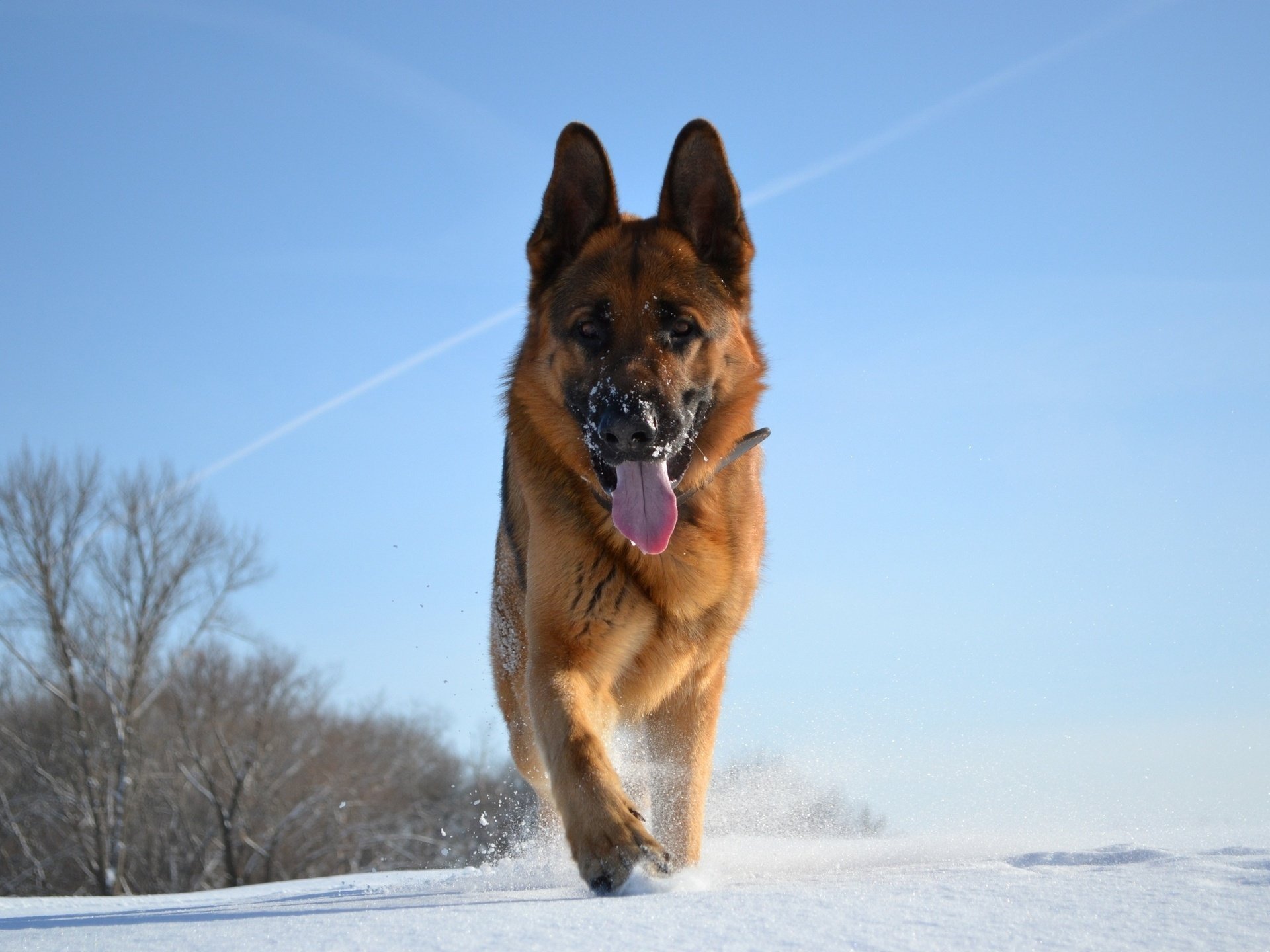 german shepherd dog