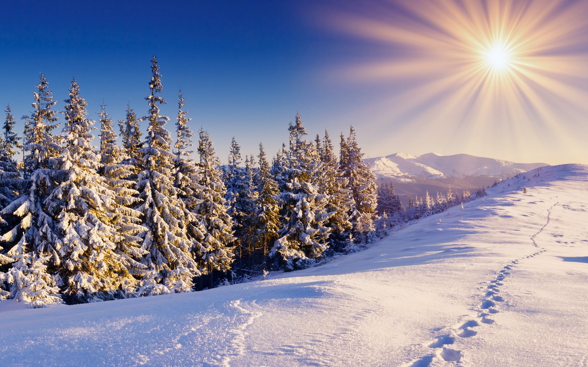 empreintes de pas paysage enneigé neige soleil épinette hiver