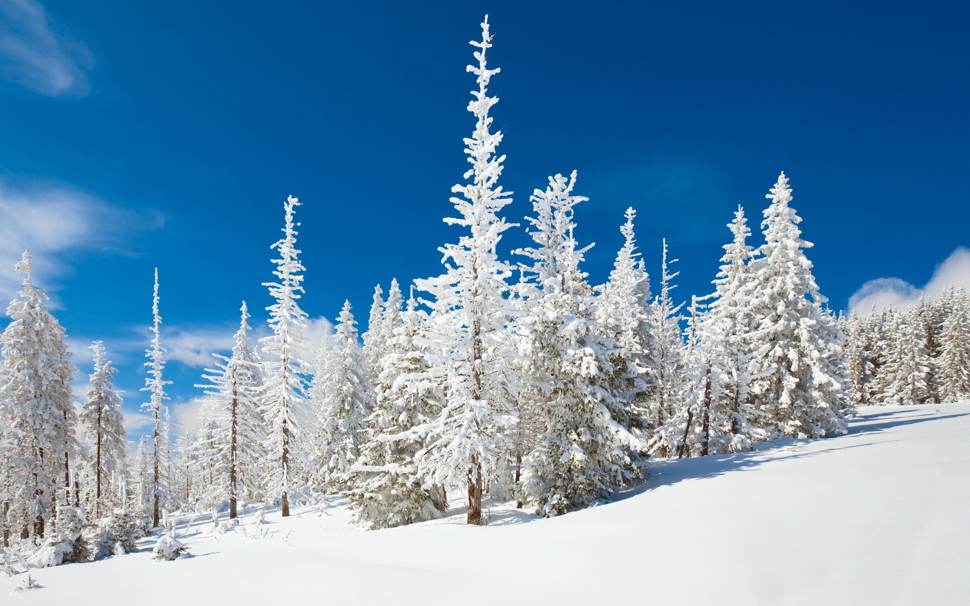 liscio neve nella neve alberi cielo blu inverno foresta