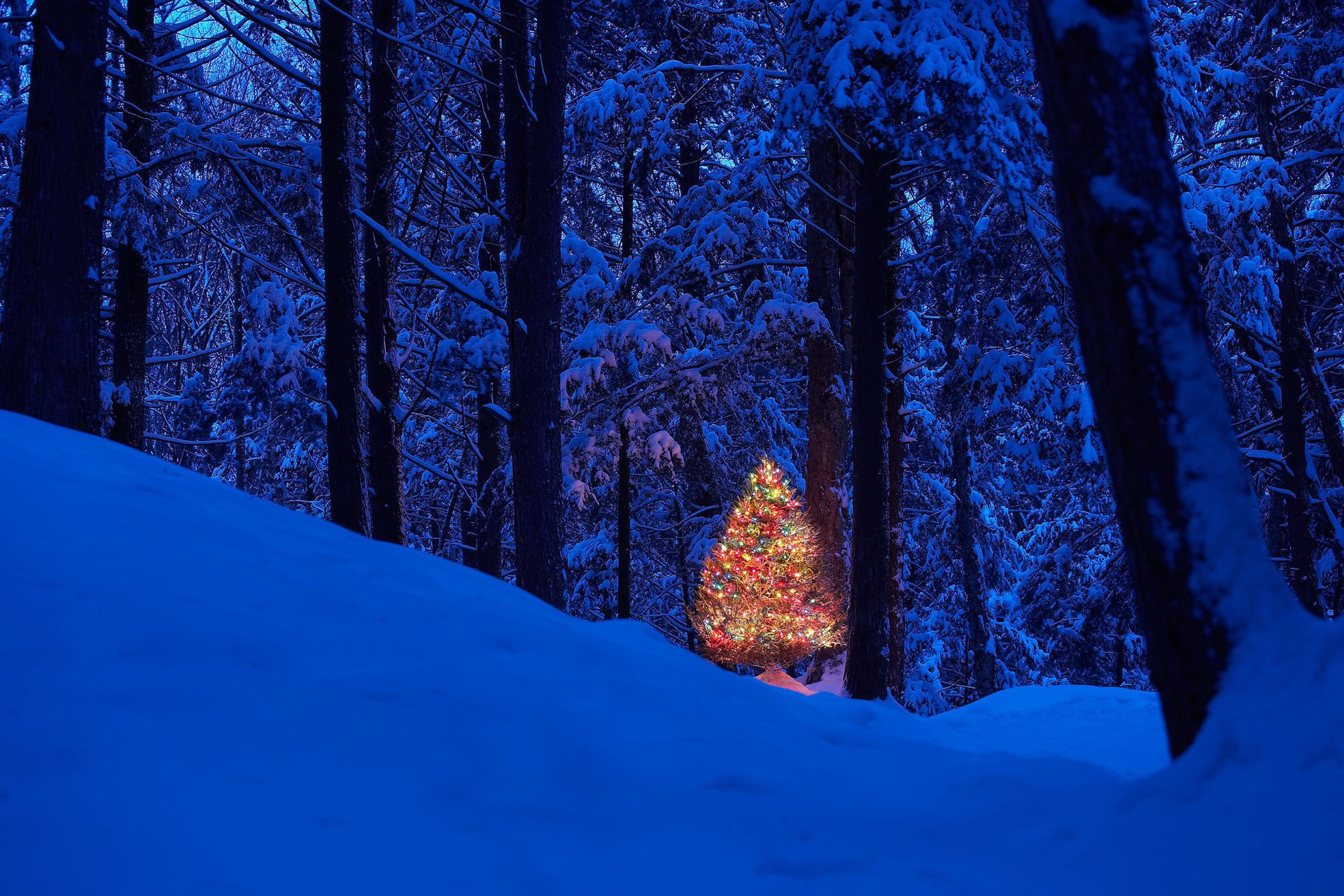 albero di natale capodanno foresta