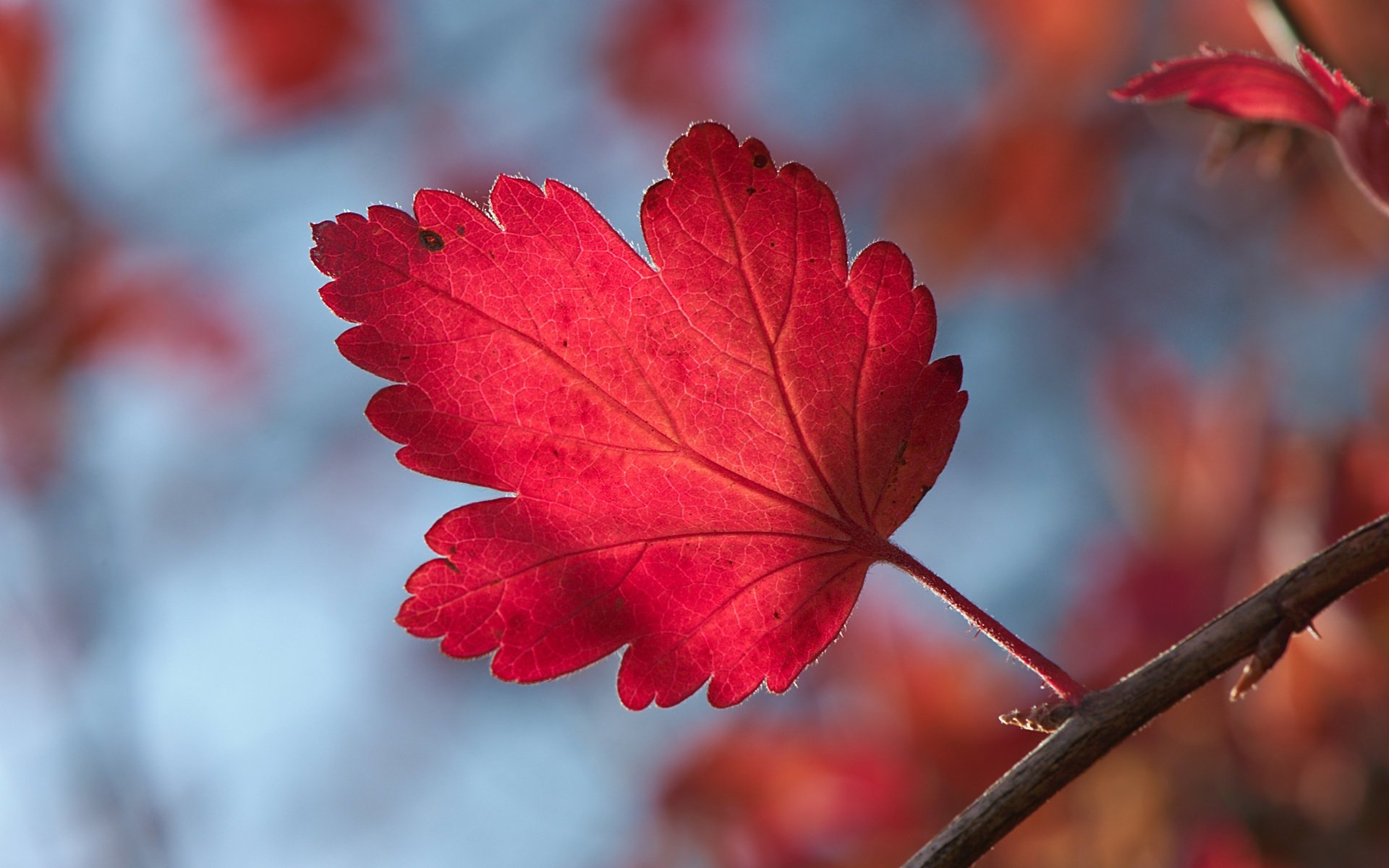 feuille automne feuille bokeh brindille