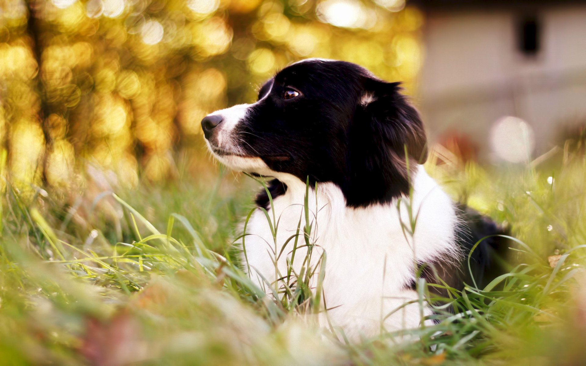 perro border collie hierba bokeh border collie