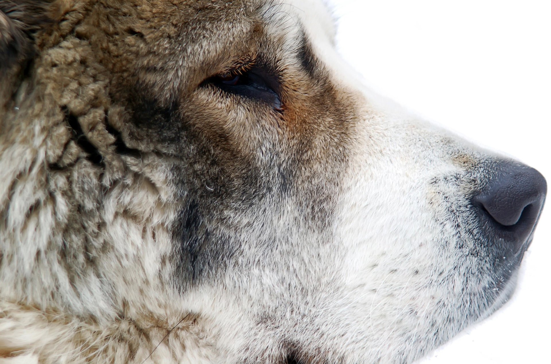 chien berger d asie centrale nez laine museau