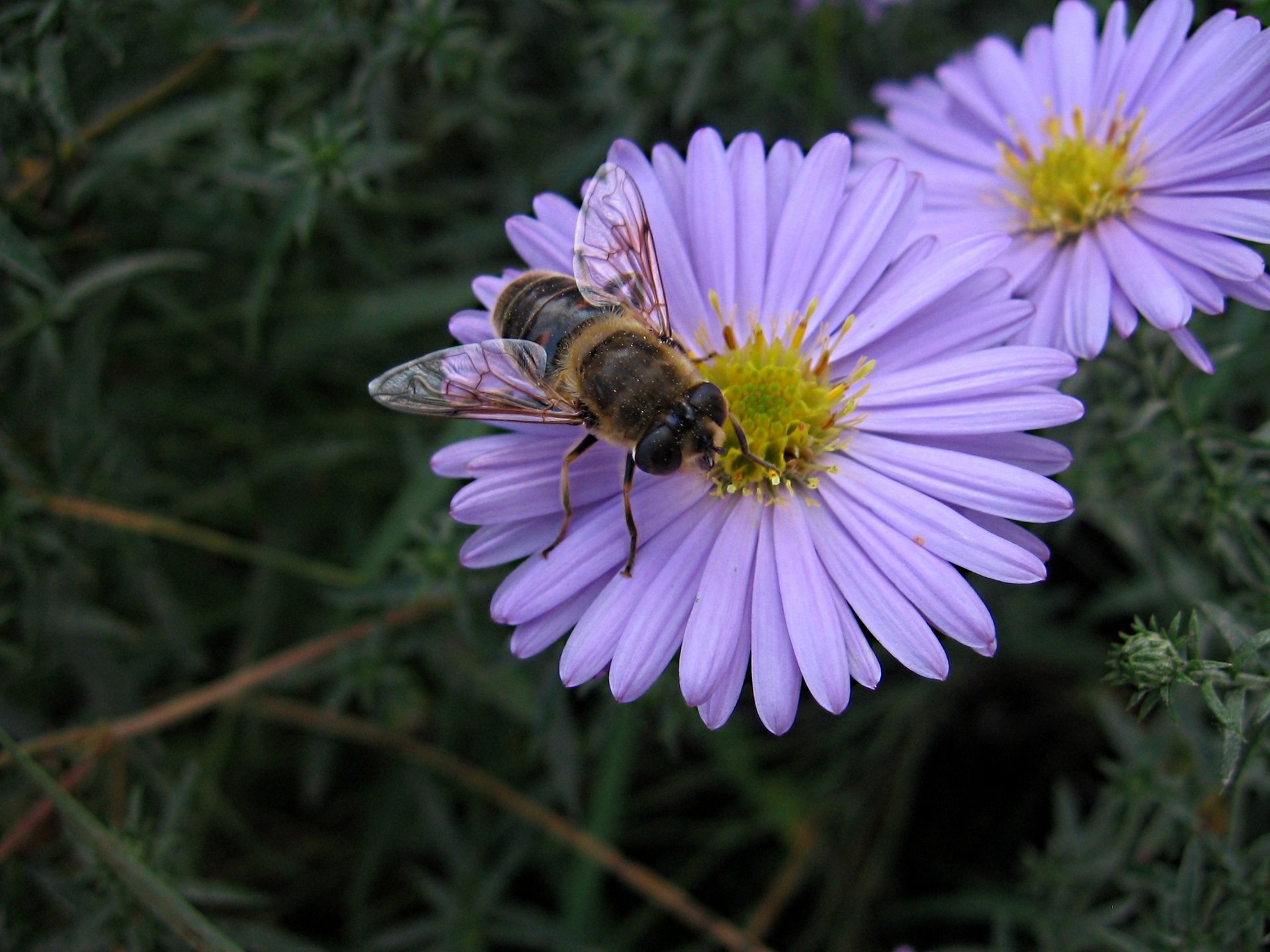 abeja flor macro