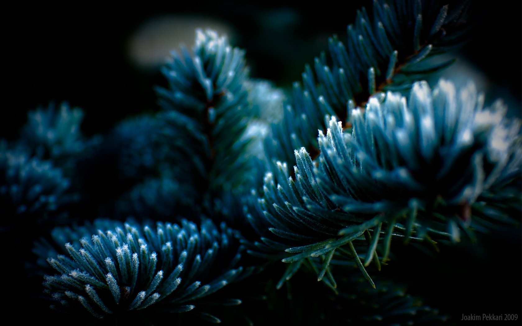 branch blue spruce macro