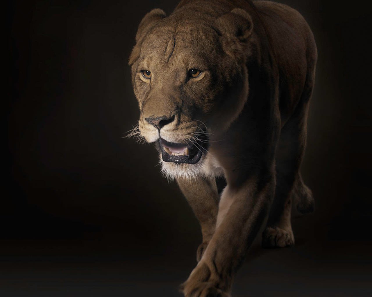 animaux lion