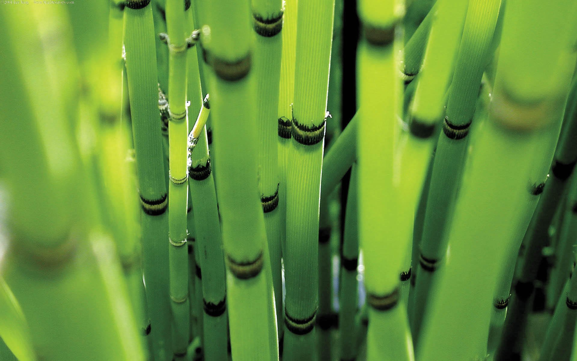 forêt bambou couleur verte 1920x1200