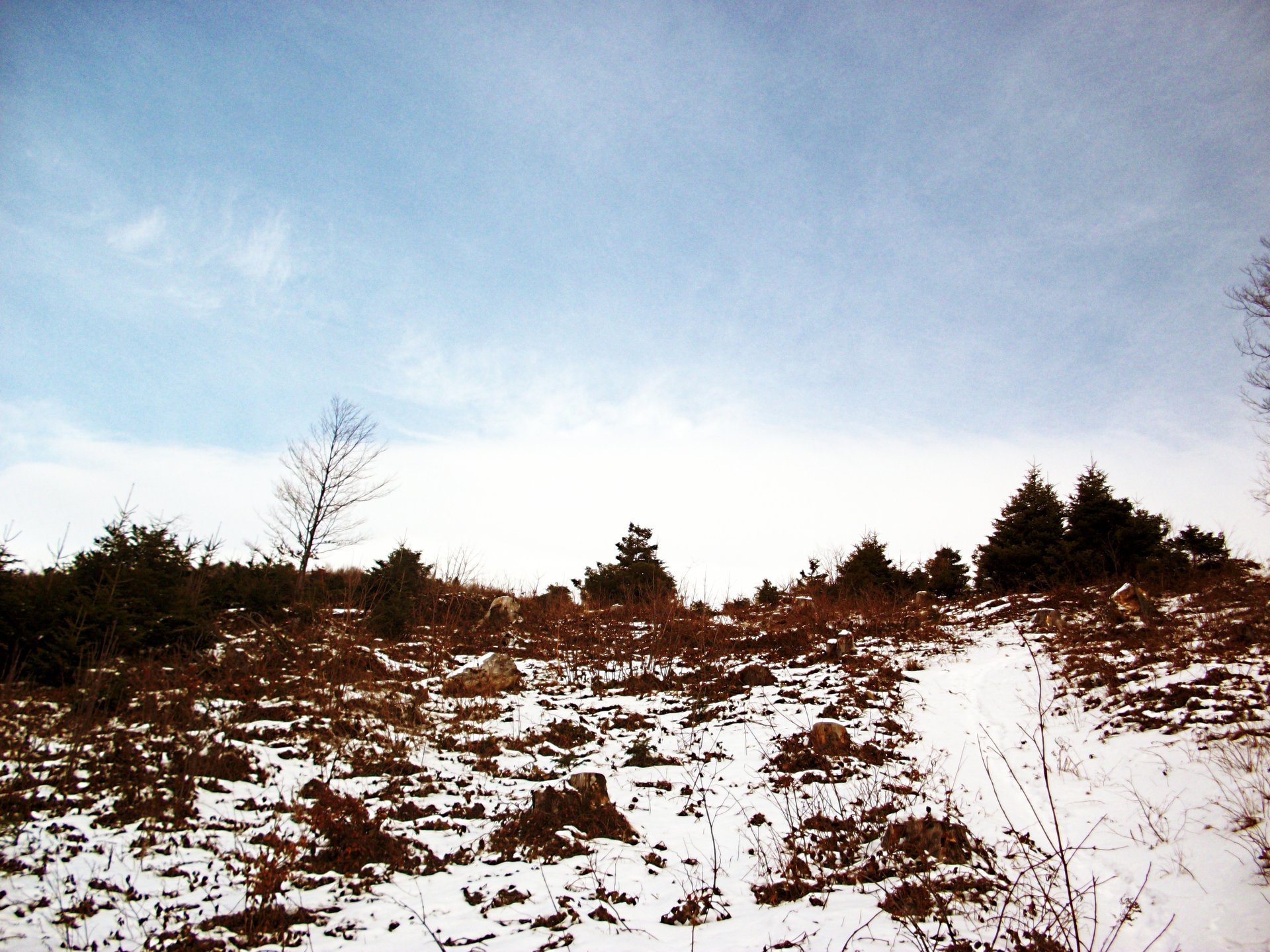 winter forest tree the sky mountains stone