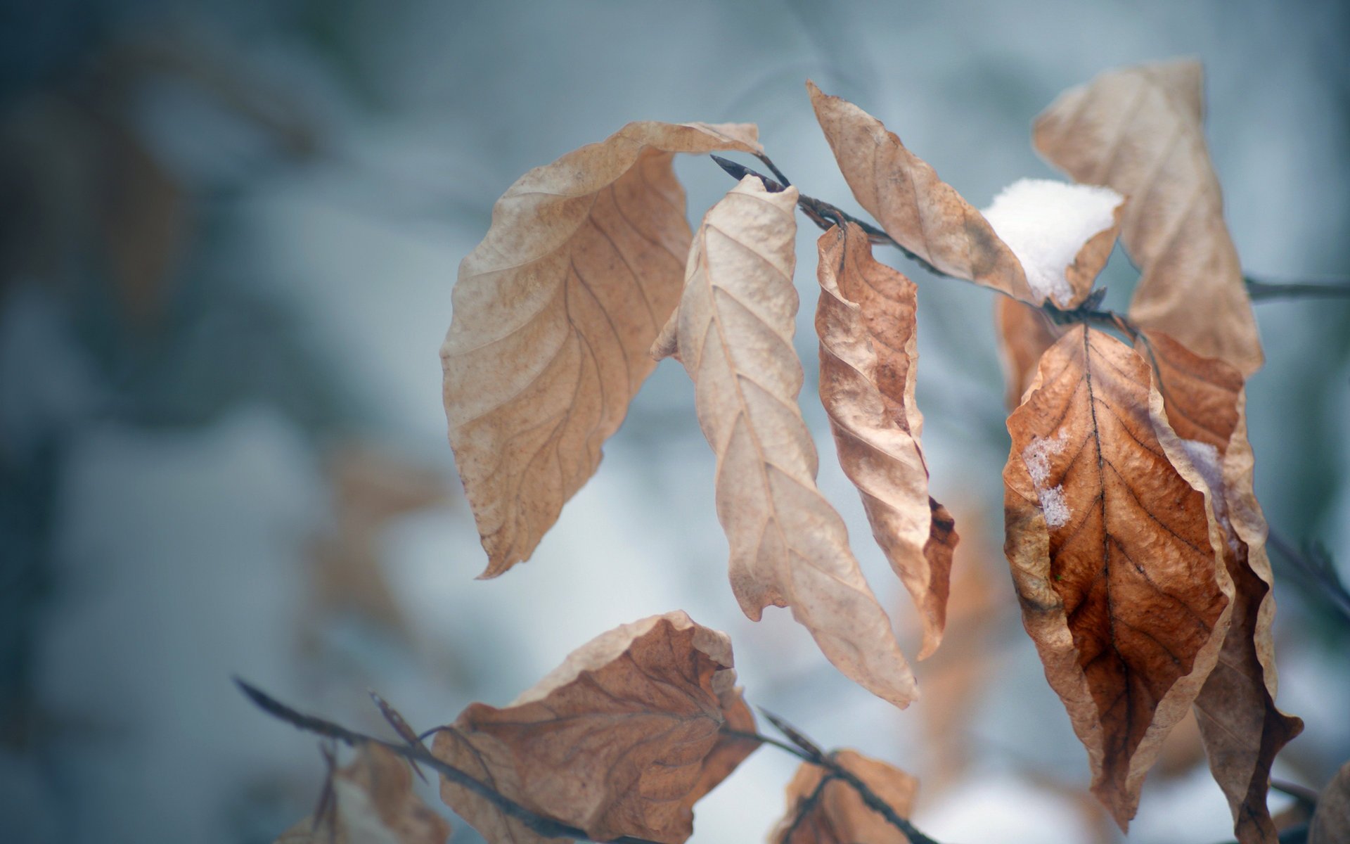 carta da parati macro neve foglie autunno inverno autunno carta da parati