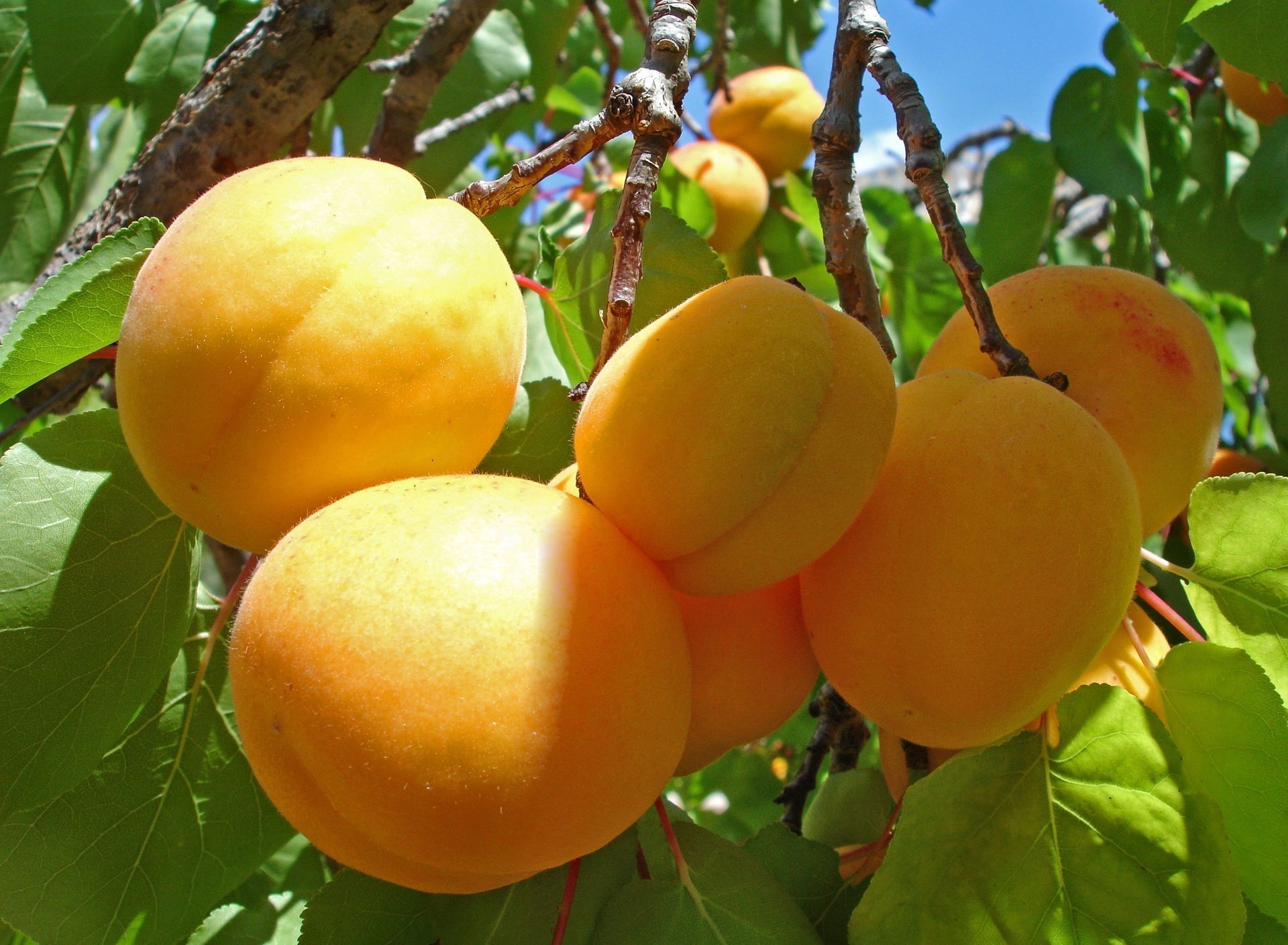 apricots tree sprig