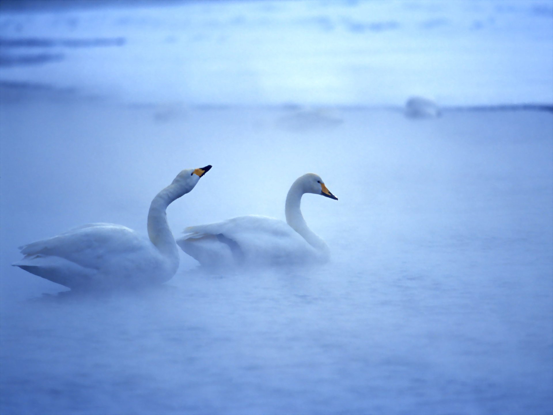 water birds swan