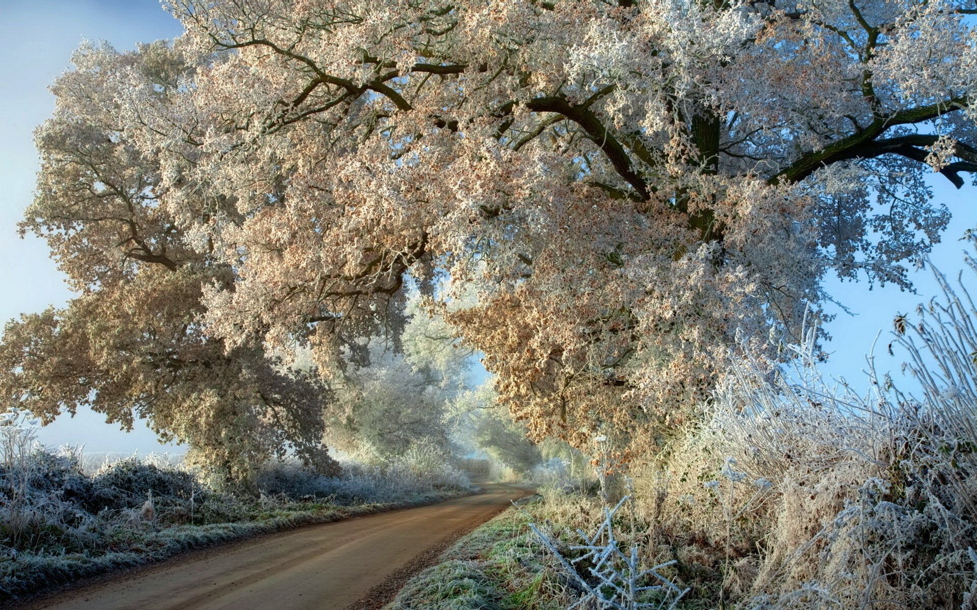 road trees frost autumn