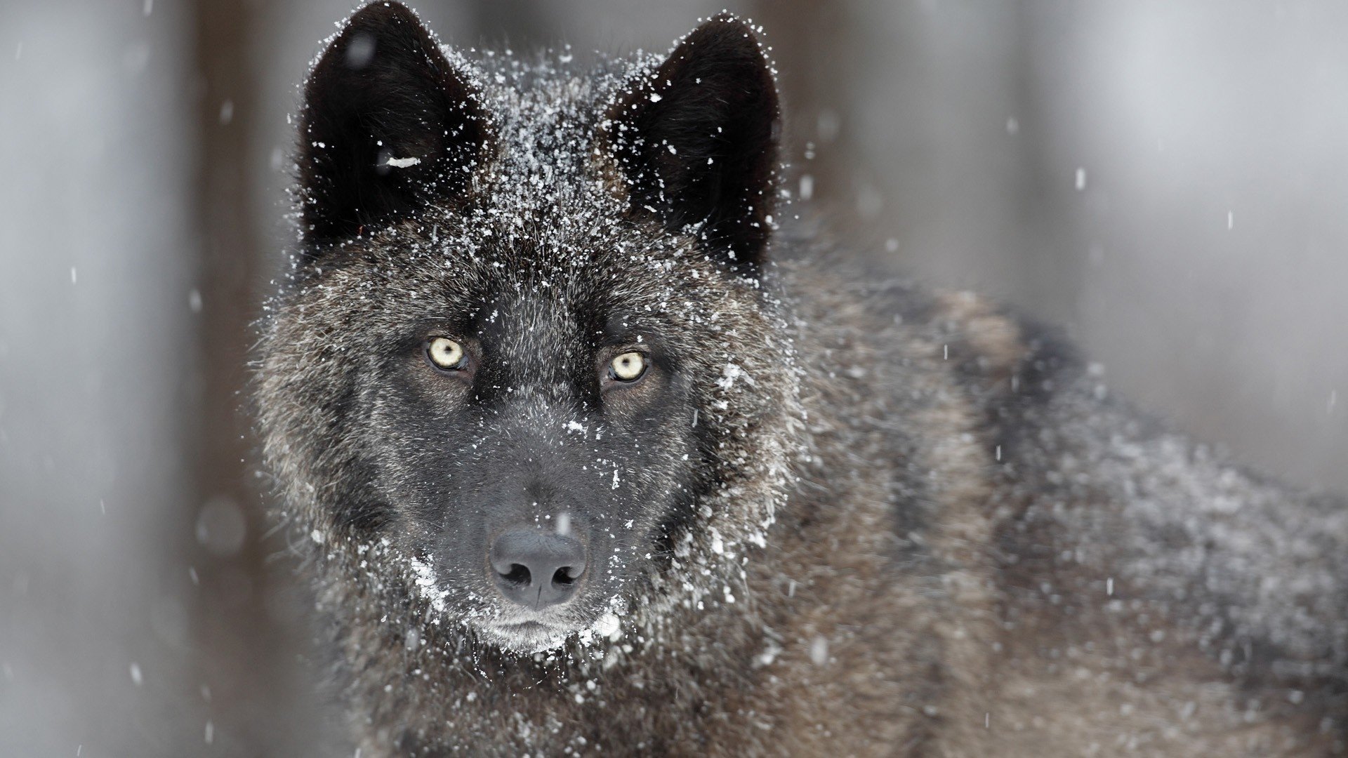 wolf predator look grey face eyes snow