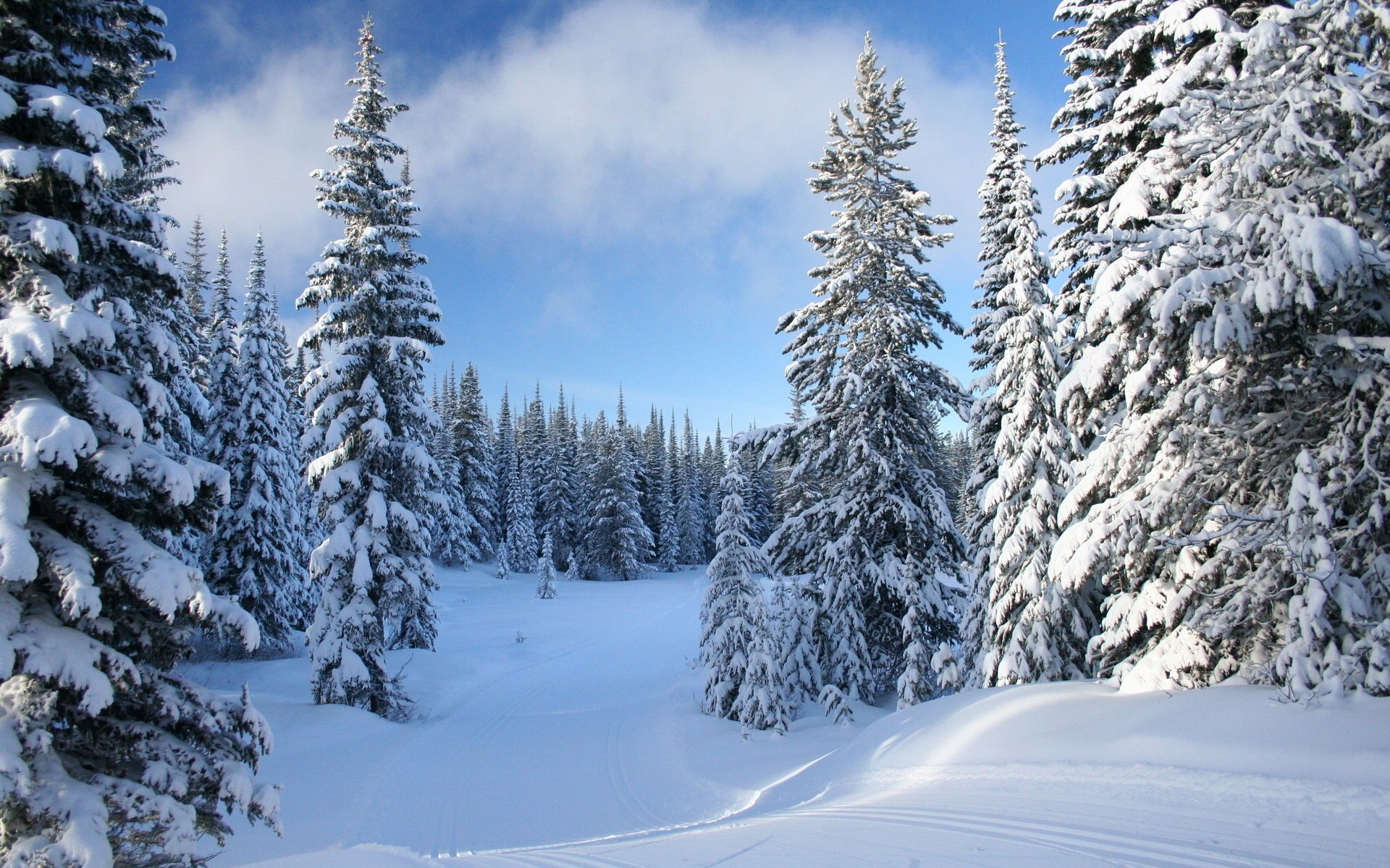 tree clouds in the snow trace