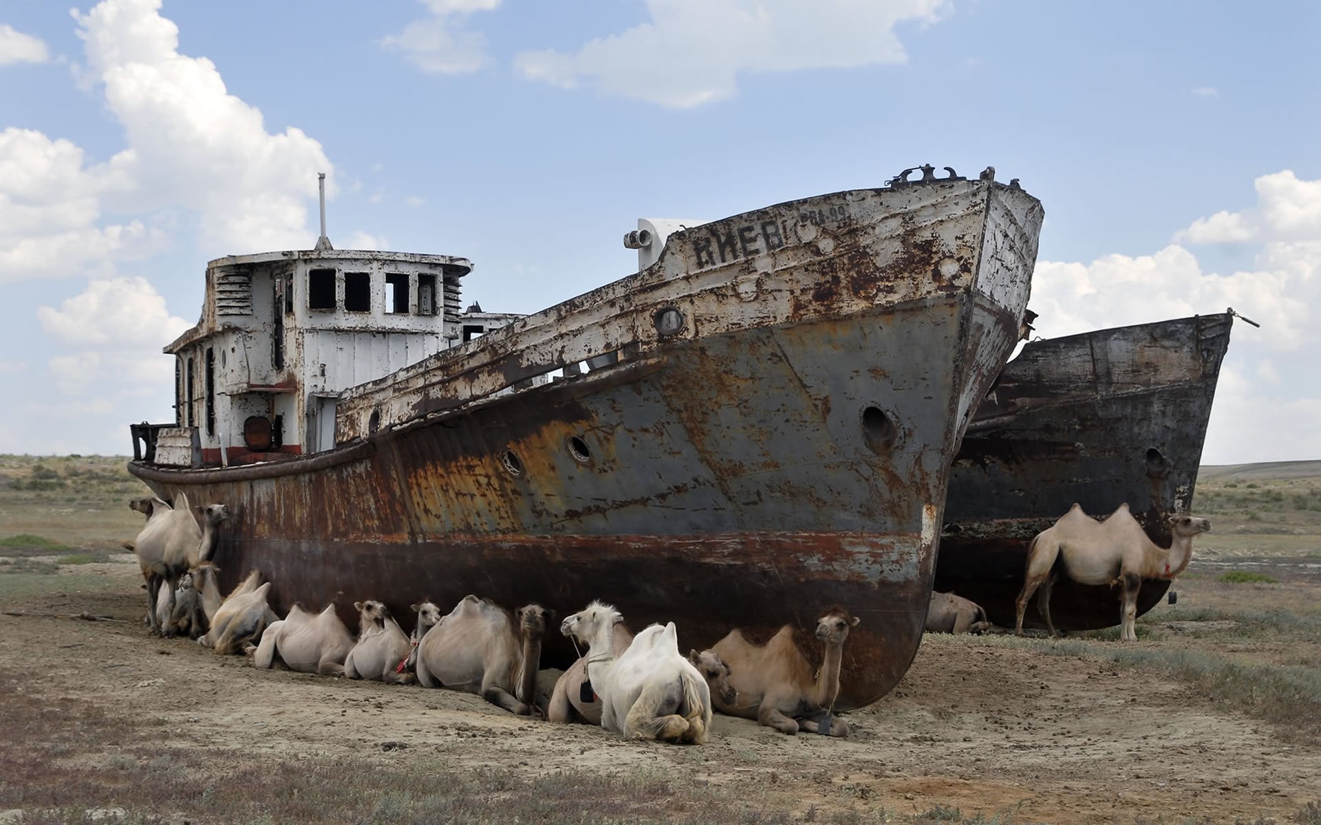 schlepper wüste kamele