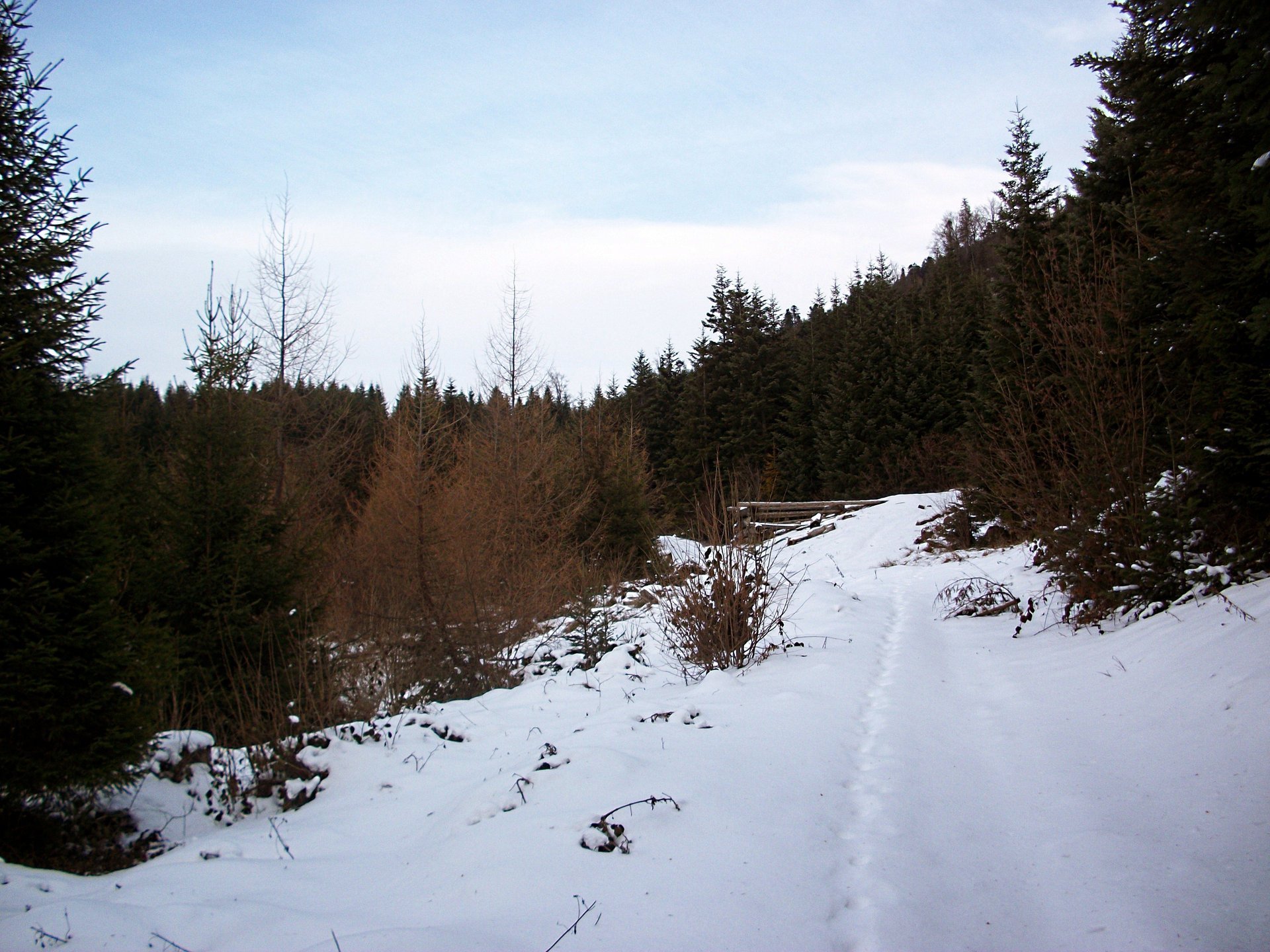 winter forest tree the sky