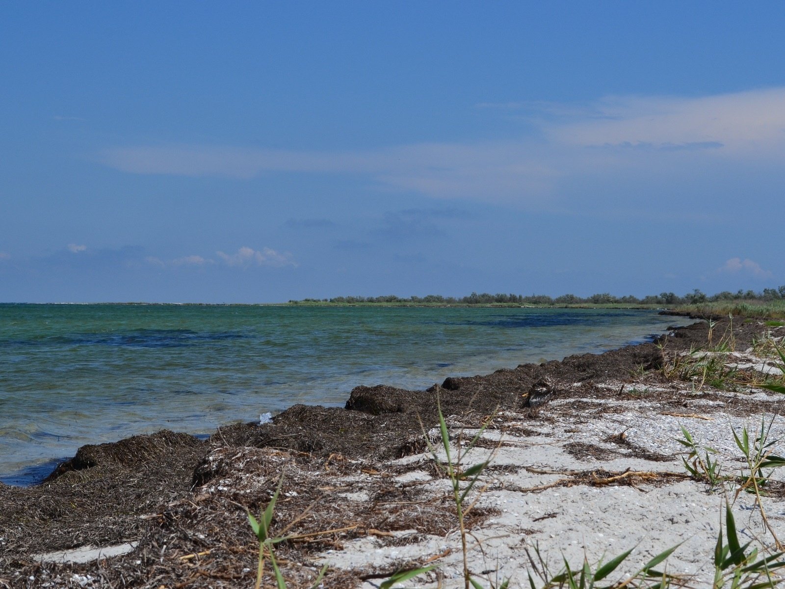 nature sea sea shore