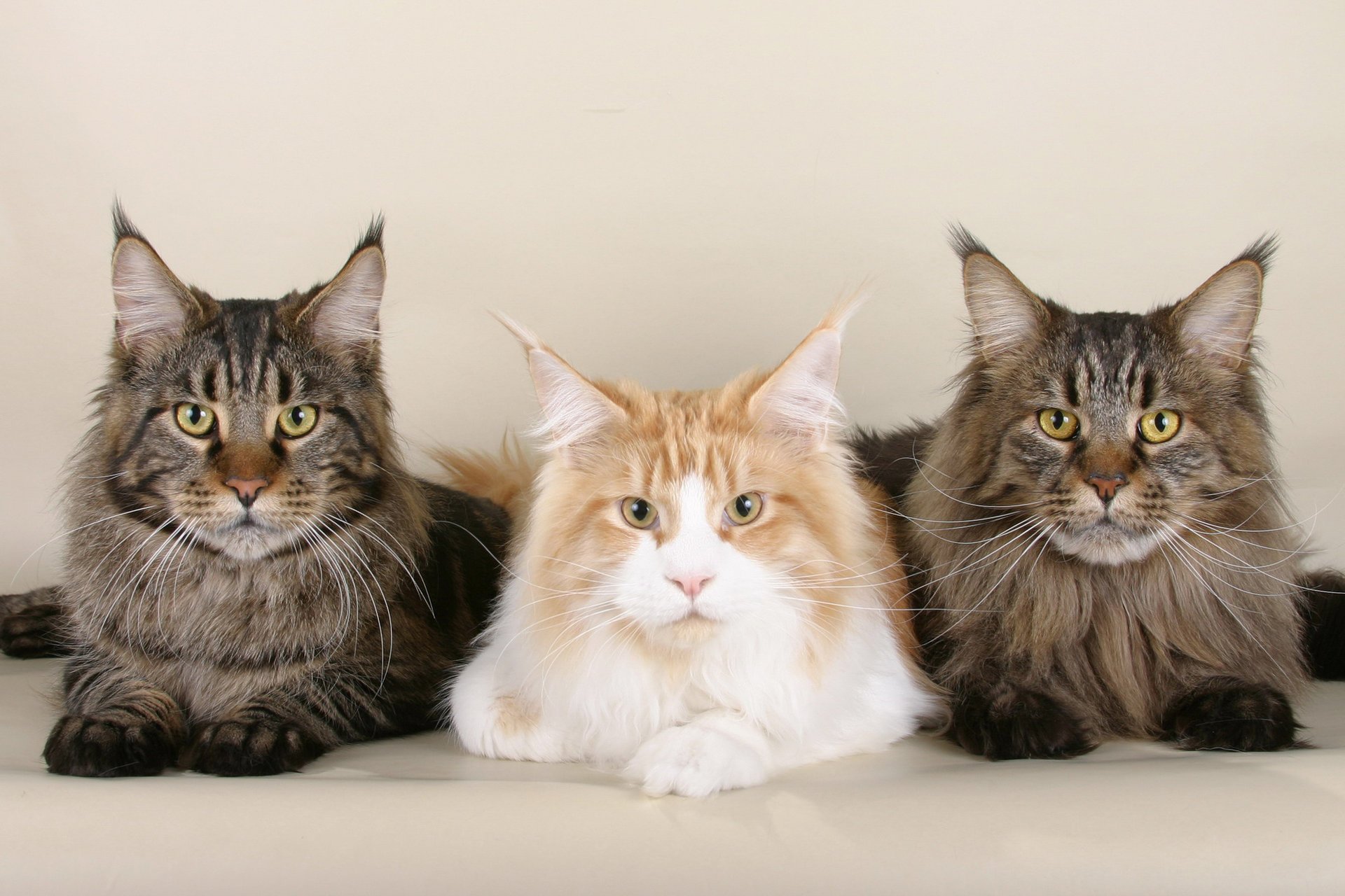 pussy maine coon cats muzzles mustache wallpaper kote wallpaper