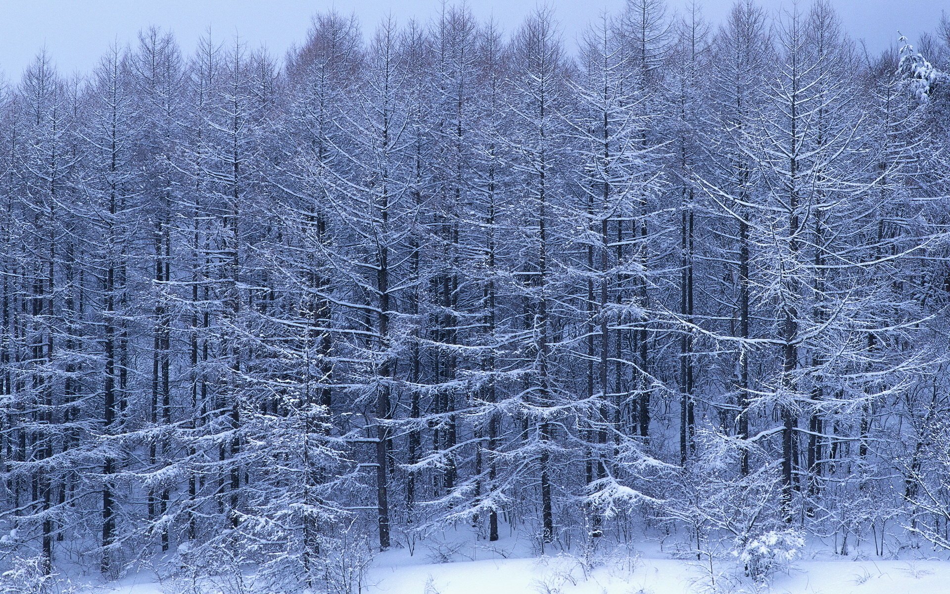 escarcha espeso bosque nieve