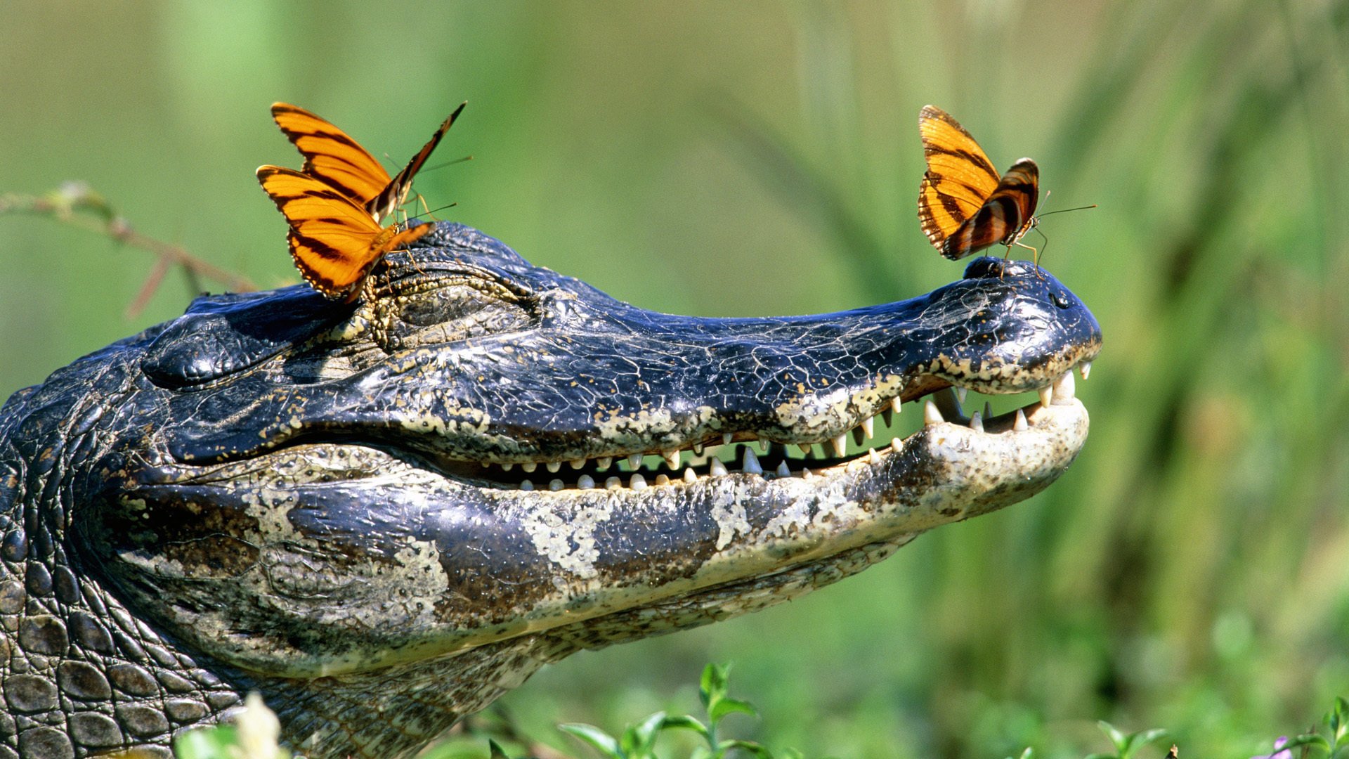 crocodile teeth mouth butterfly