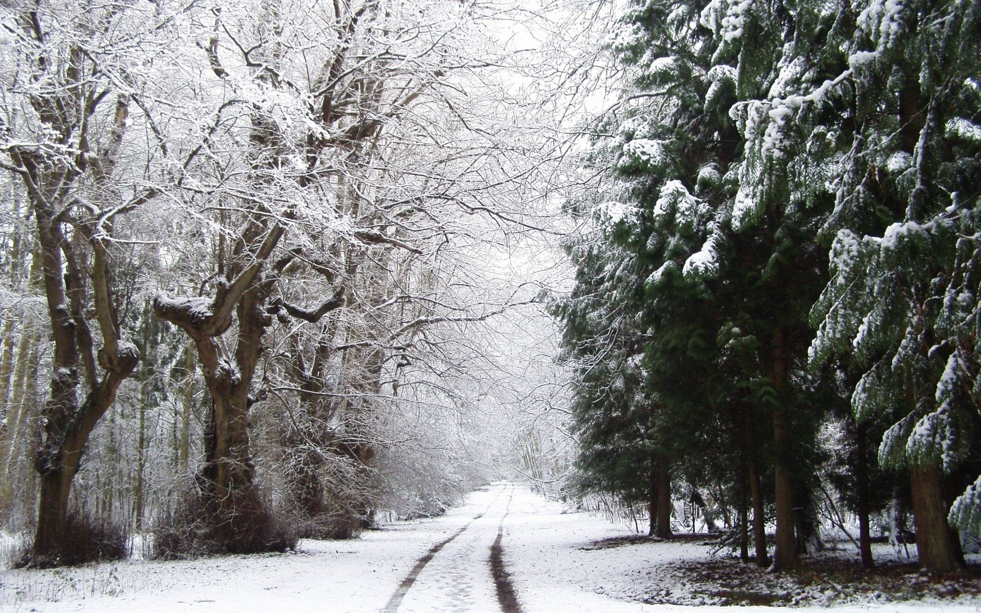 bosque nieve invierno carretera