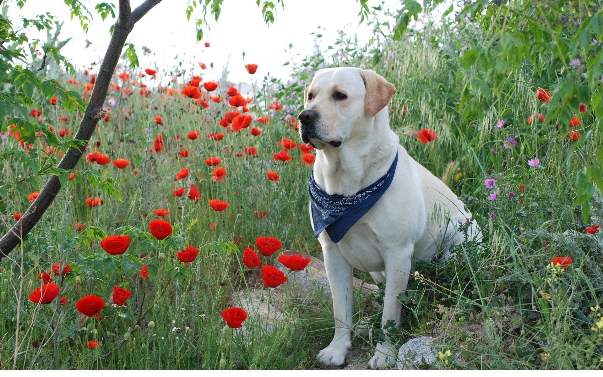 cane papaveri labrador bianco