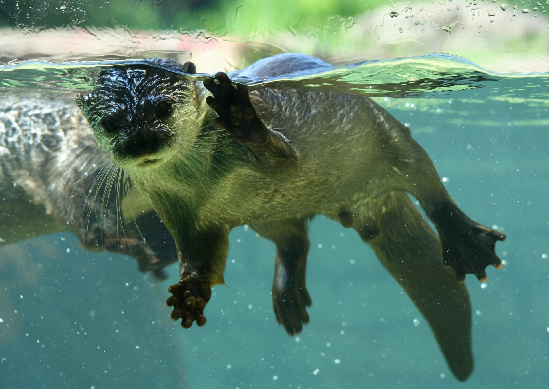 cordados mamíferos bajo el agua castor agua nutria