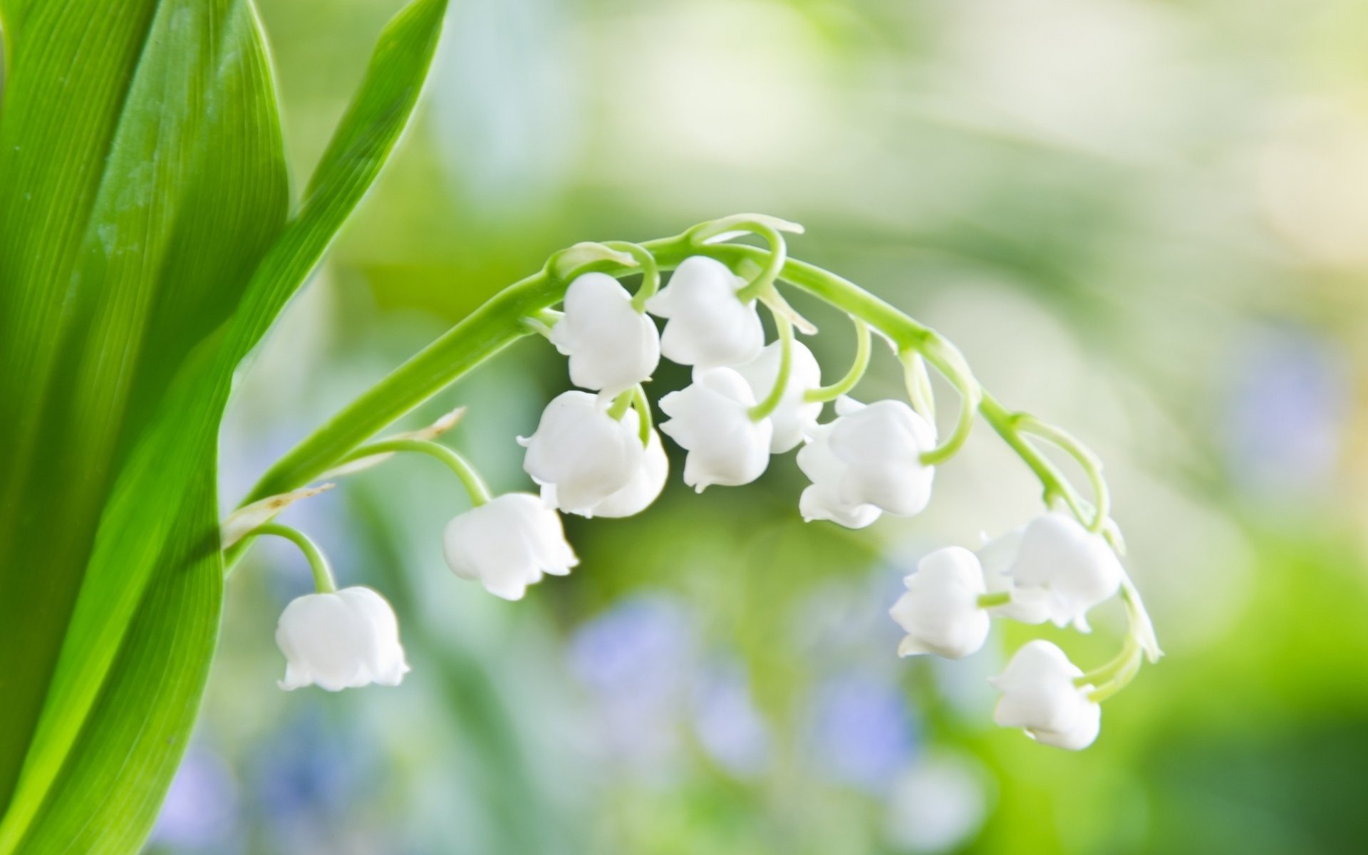 fleurs muguet feuille tendresse blancs printemps verts