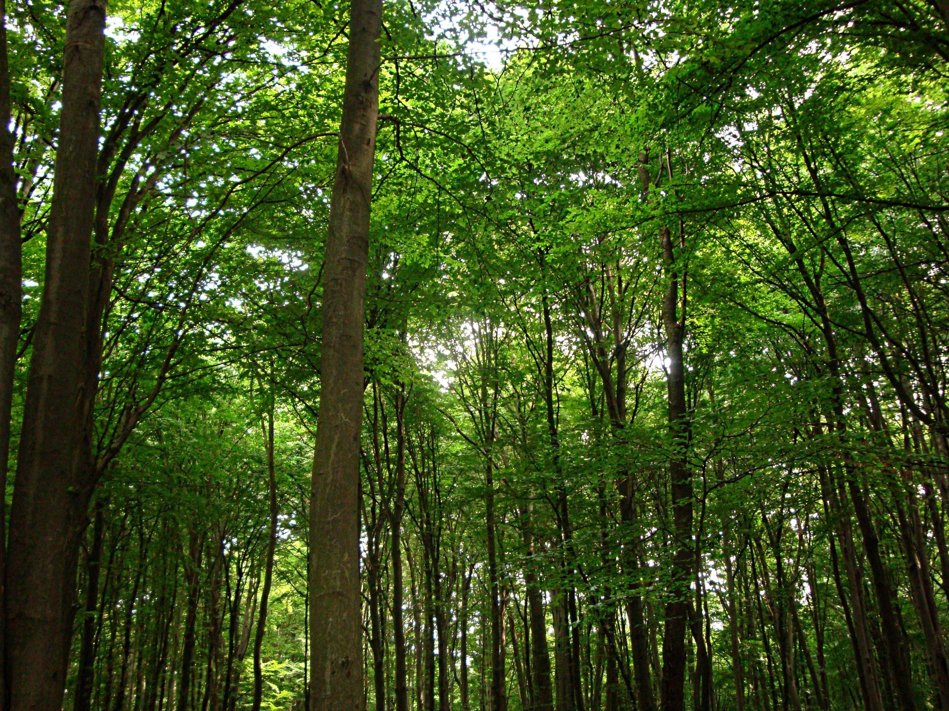 primavera foresta alberi foglie