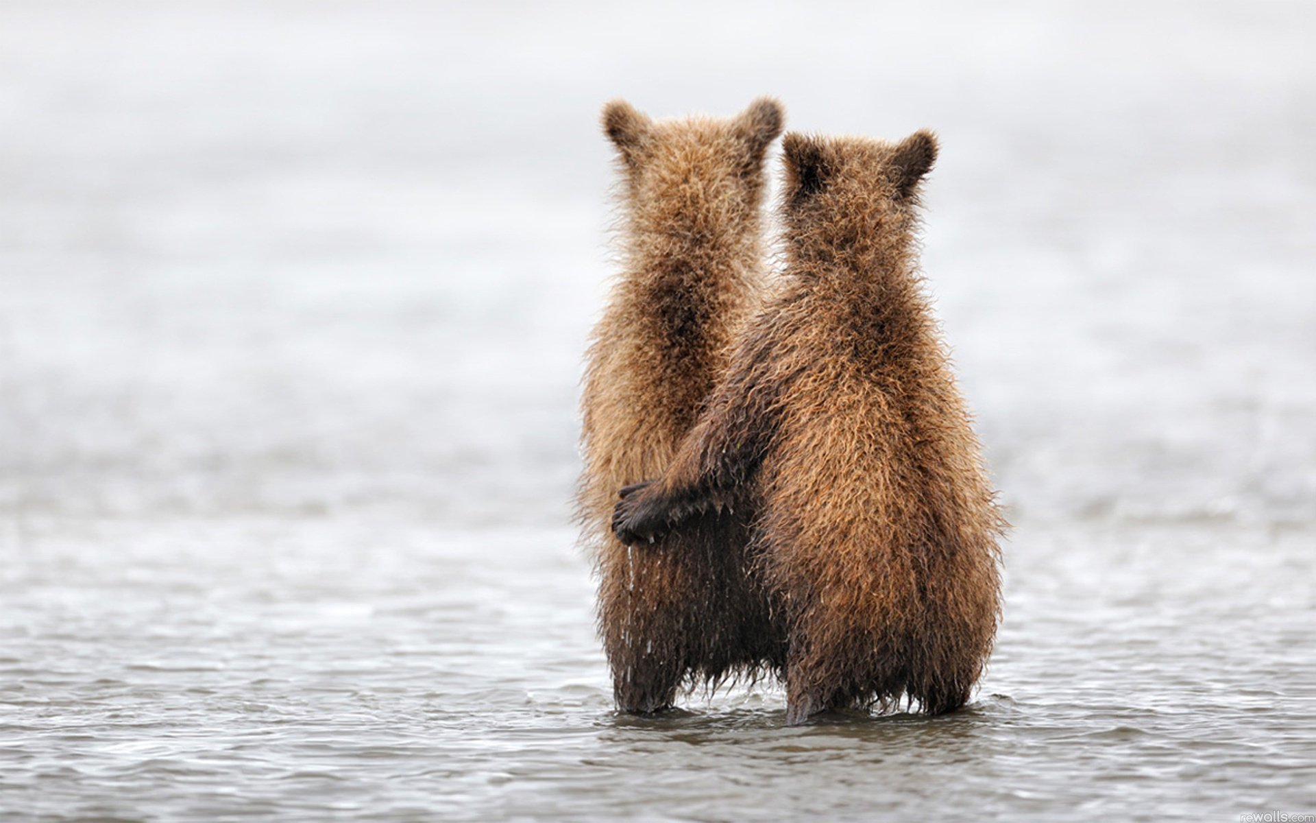 animals bear hugs bear