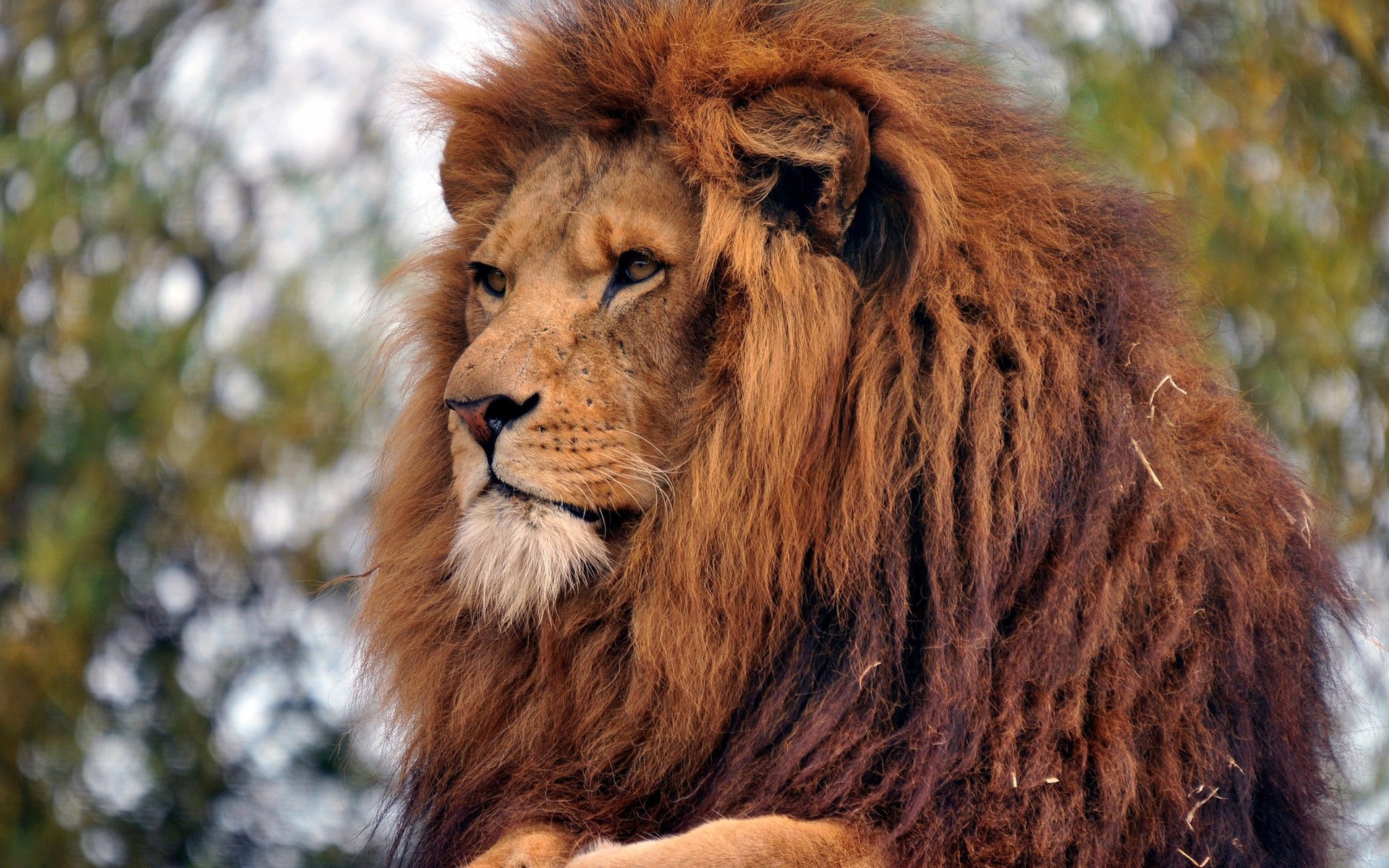 adulte roi des bêtes lion