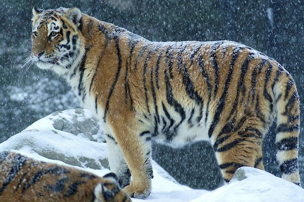 Ein Tiger auf einem schneebedeckten Gipfel