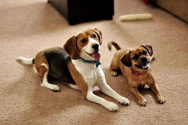 Gorgeous brown dogs