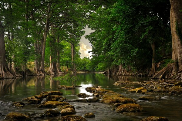 Lake on the background of a beautiful forest