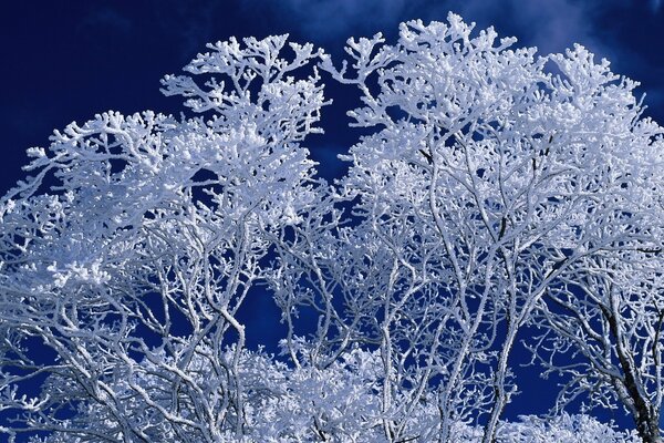 Winter Baummuster in Blau