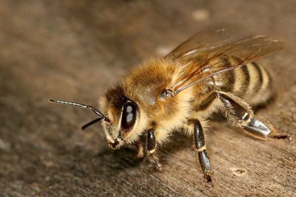 Foto macro de una abeja con zarcillos