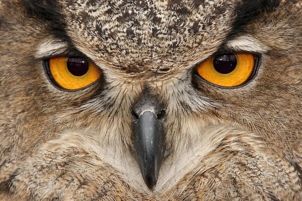 The fascinating and beautiful look of an owl