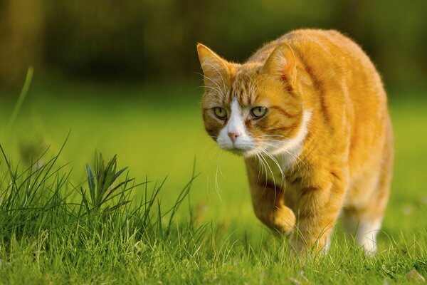 Sur la pelouse, le chat roux va très lentement