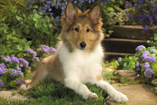 Chiot Collie se trouve sur l herbe