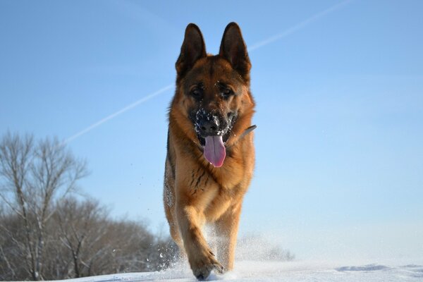 German Shepherd dog running through the snow