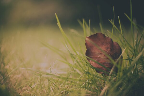 Fallen leaf macro shooting