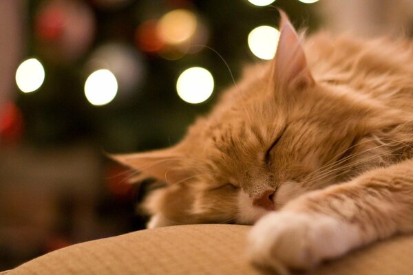 El gato rojo duerme bajo el árbol de Navidad