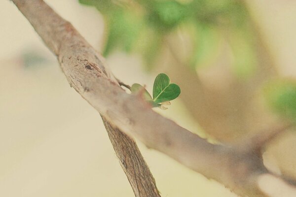 A small green leaf on a branch