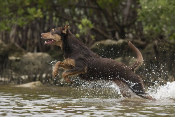 Hund läuft über Wasser im Fluss