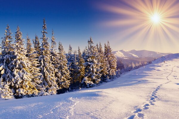 Snow-covered sunny forest and mountains