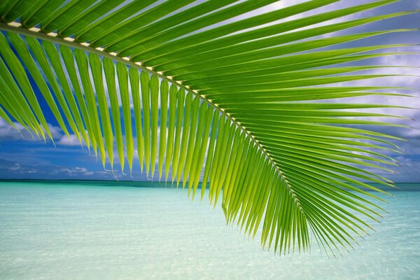 Palm tree branch at the sea beach