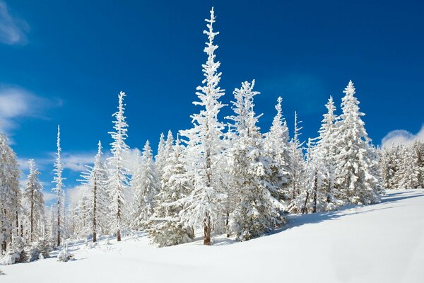 The winter forest is covered with an even layer of snow