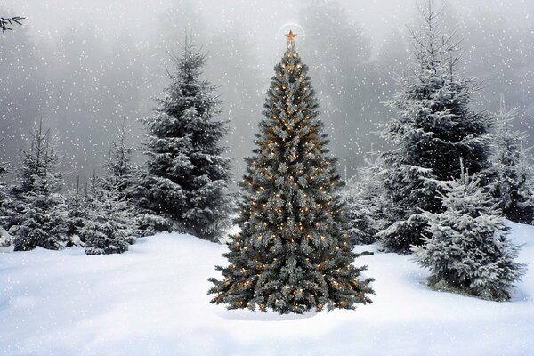 Christmas tree in the snow against the background of other snow-covered fir trees