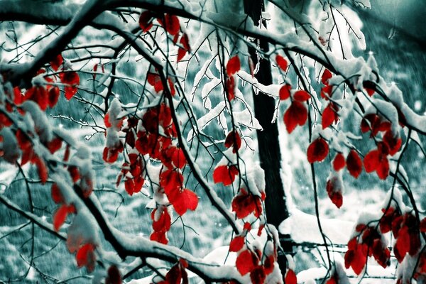 El invierno ha cubierto de nieve las ramas de los árboles