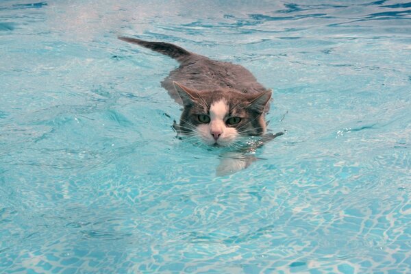 Grey cat swims in the pool